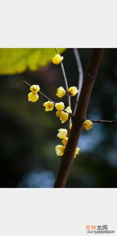 腊梅花怎样养,请问腊梅花怎么养