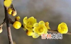 腊梅花怎样养,请问腊梅花怎么养