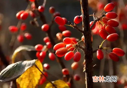 茱萸是什么,茱萸是什么意思