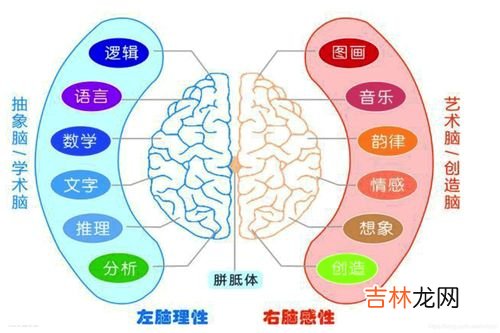 右脑思考的人有哪些特征,用右脑思考的人有什么特点