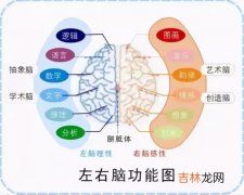 右脑思考的人有哪些特征,用右脑思考的人有什么特点