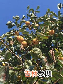 柿子可以和香蕉一起吃吗,香蕉和柿子能一起吃吗