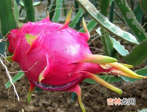 皮蛋可以和火龙果一起吃吗,火龙果和鸡蛋能一起吃吗 火龙果和鸡蛋同食可以吗