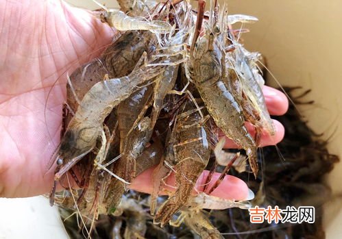 隔夜的虾放在冰箱里还能吃吗,虾过夜了放冰箱还能吃吗