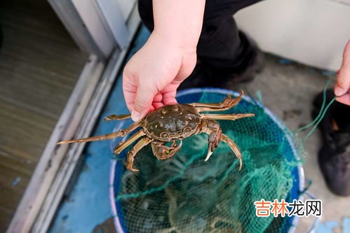 隔夜的螃蟹能吃吗,螃蟹隔夜能吃吗