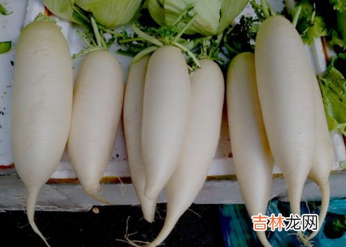 白萝卜可以和胡萝卜一起煲汤吃吗,白萝卜可以和胡萝卜一起炖汤吗