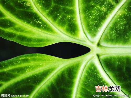 苣荬菜大图图片集览!口味独特,苦菜有几种图片