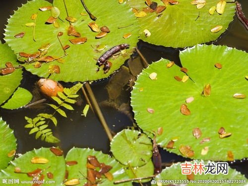 苣荬菜大图图片集览!口味独特,苦菜有几种图片