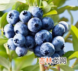 蓝莓树几年结果,人工种植蓝莓一般是几年挂果哈？