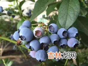 蓝莓树几年结果,人工种植蓝莓一般是几年挂果哈?