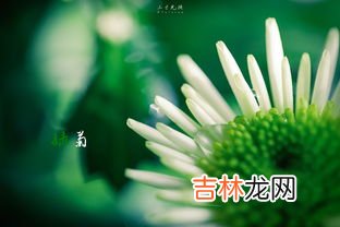 金鱼藻和绿菊的区别,金鱼藻和马齿苋有什么相同点一年级？