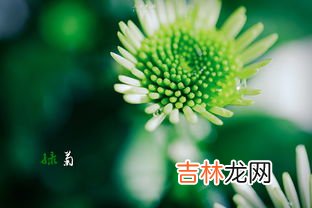 金鱼藻和绿菊的区别,金鱼藻和马齿苋有什么相同点一年级？