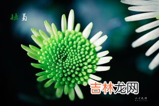 金鱼藻和绿菊的区别,金鱼藻和马齿苋有什么相同点一年级？
