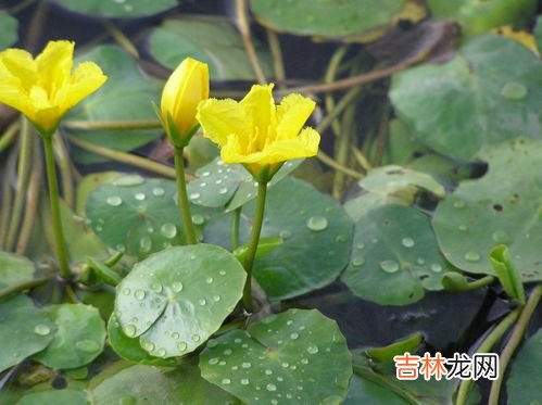 荇菜一般生在哪儿,荇菜的用途和价值