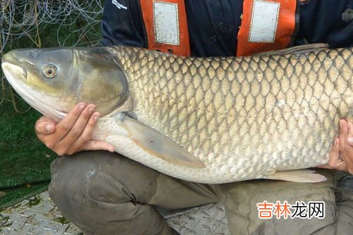 草鱼冬天吃食吗,草鱼苗冬天能否喂饲料