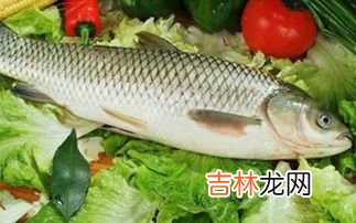 草鱼冬天吃食吗,草鱼苗冬天能否喂饲料