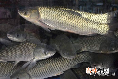 草鱼冬天吃食吗,草鱼苗冬天能否喂饲料