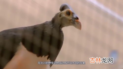 土耳其地震发生前鸟类出现异常行为有哪些,列举五种动物在地震发生时是如何反应的