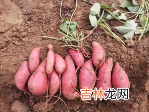 红薯可以和胡萝卜一起吃吗,请问地瓜和红萝卜能一起吃吗
