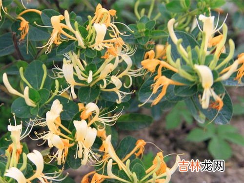 金银花怎么才能开花,金银花养久才能开花？不开花是怎么回事呢？