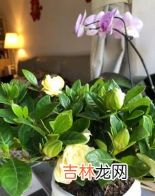 金银花怎么才能开花,金银花养久才能开花？不开花是怎么回事呢？