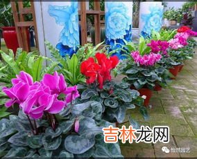 进入冬季后花卉养护应该如何进行,冬天如何养护花草?