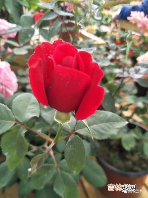 进入冬季后花卉养护应该如何进行,冬天如何养护花草?