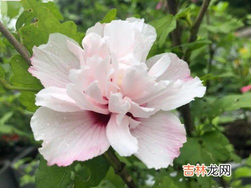 木槿暖夏做网名的寓意,好听女生的微信网名