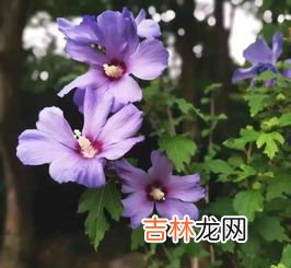 木槿暖夏做网名的寓意,好听女生的微信网名