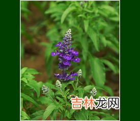 蓝花鼠尾草花期多久,植物百科:蓝花鼠尾草