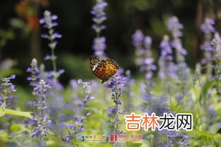 蓝花鼠尾草花期多久,植物百科:蓝花鼠尾草