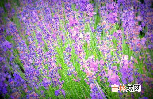 蓝花鼠尾草花期多久,植物百科:蓝花鼠尾草