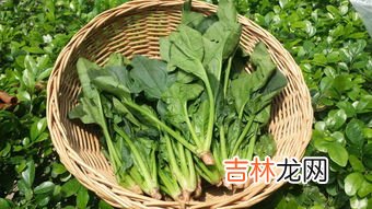 菠菜不能和什么一起吃,吃完菠菜千万别碰5种食物是什么?