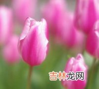 欣蕊名字的含义是什么,李欣蕊这个名怎么样是什么意思