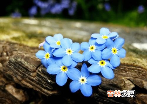 欣蕊名字的含义是什么,李欣蕊这个名怎么样是什么意思