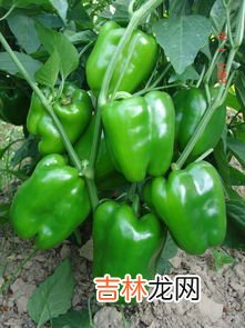 辣椒种子怎么种,辣椒种子怎么种植