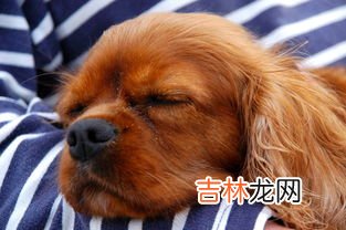 狗狗喘气急促是怎么回事,狗狗呼吸急促是怎么回事儿？