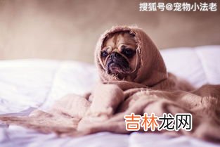 狗狗喘气急促是怎么回事,狗狗呼吸急促是怎么回事儿？
