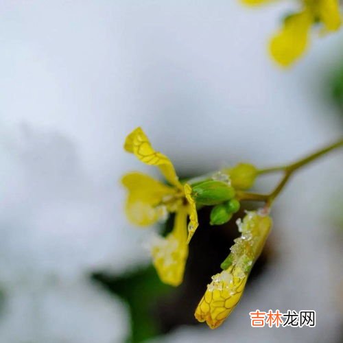 量天尺图片大全!你所不知道的量天尺的用途及代表涵义介绍！,服装店量天尺的寓意与风水讲究