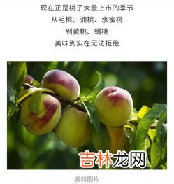 桃子可以和芒果一起吃吗,芒果和黄桃可以一起吃吗