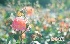 嘴巴三瓣吃青草打一生肖,诗句《美若天仙吸红红，嘴巴三瓣吃青草》猜一种个肖