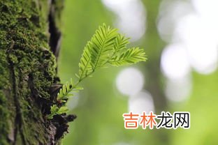 嘴巴三瓣吃青草打一生肖,诗句《美若天仙吸红红，嘴巴三瓣吃青草》猜一种个肖