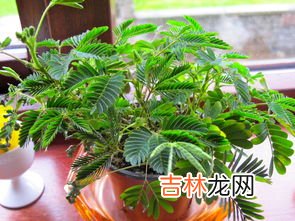 含羞草为什么会害羞,含羞草为什么会害羞