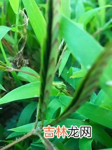 含羞草为什么会害羞,含羞草为什么会害羞