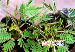 含羞草为什么会害羞,含羞草为什么会害羞