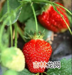 不打 冬天大棚草莓打催熟剂吗,农村大棚里的草莓是催熟的吗