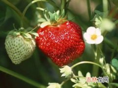 不打 冬天大棚草莓打催熟剂吗,农村大棚里的草莓是催熟的吗