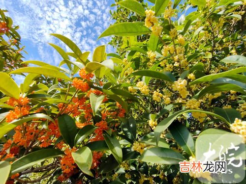 桂花是什么颜色,桂花是什么颜色？桂花有几种颜色？