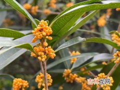 桂花是什么颜色,桂花是什么颜色？桂花有几种颜色？