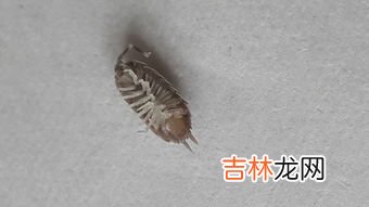 房间潮湿有虫子怎么驱除,家里潮湿虫子怎么去除 家里潮湿有虫子的解决方法